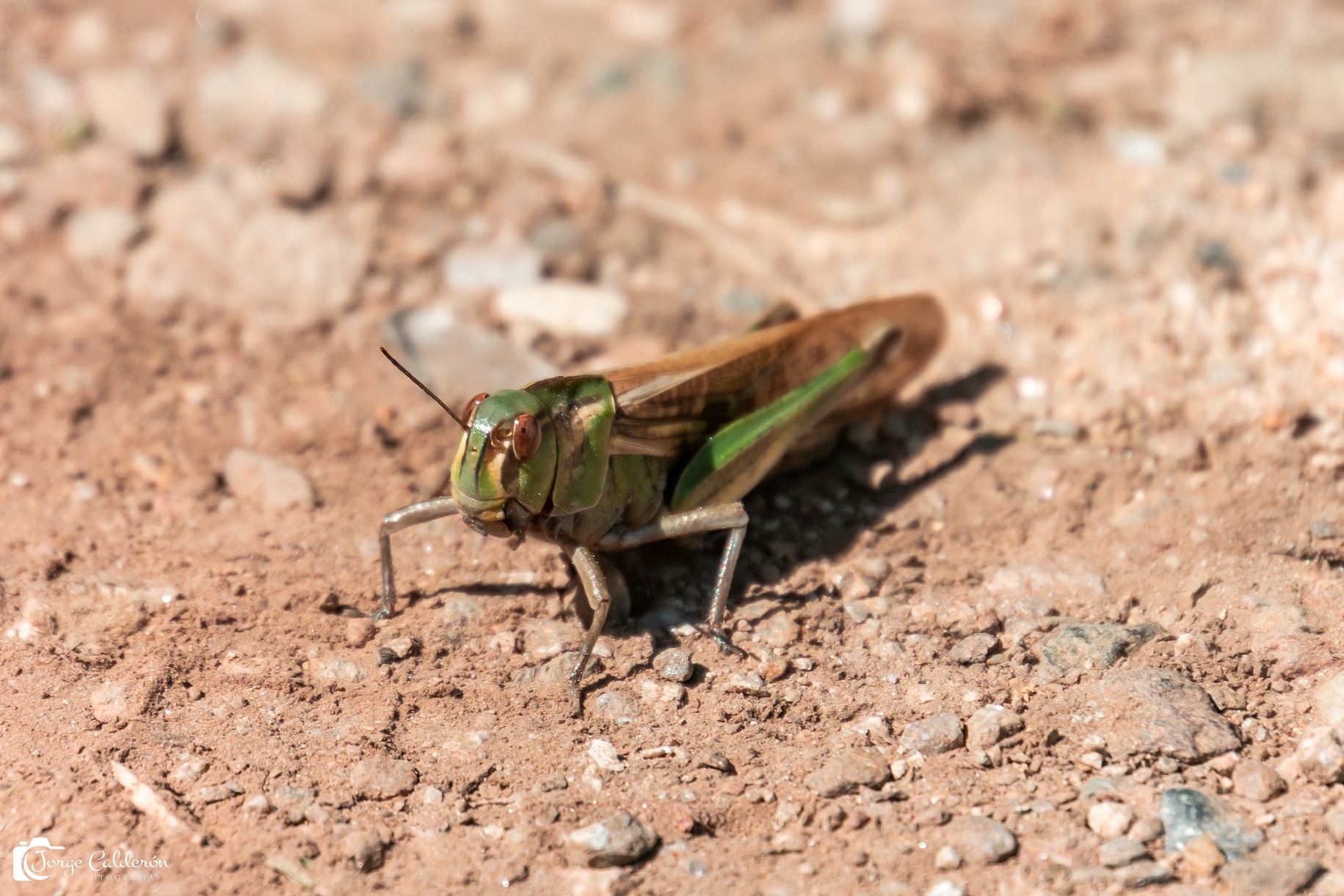 insectos